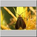 Cauchas rufimitrella - Langhornmotte 01 10mm.jpg